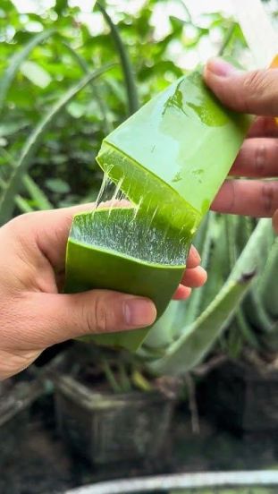 9 Powerful Aloe Vera Remedies for Naturally Glowing and Clear Skin at Home