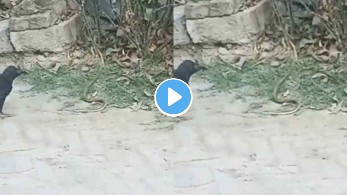 Crow and a Snake Viral Video