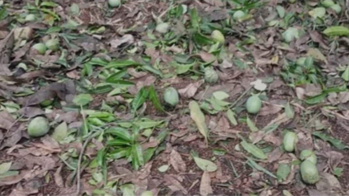 Heavy rains cause damage to mango fruits in Ratnagiri district