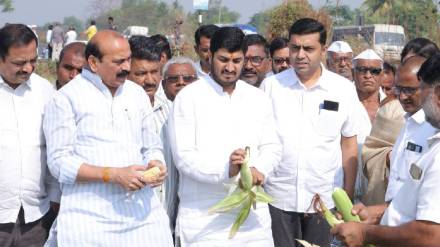 Dhule district Crops damaged due to unseasonal rain 25 sheep killed by lightning