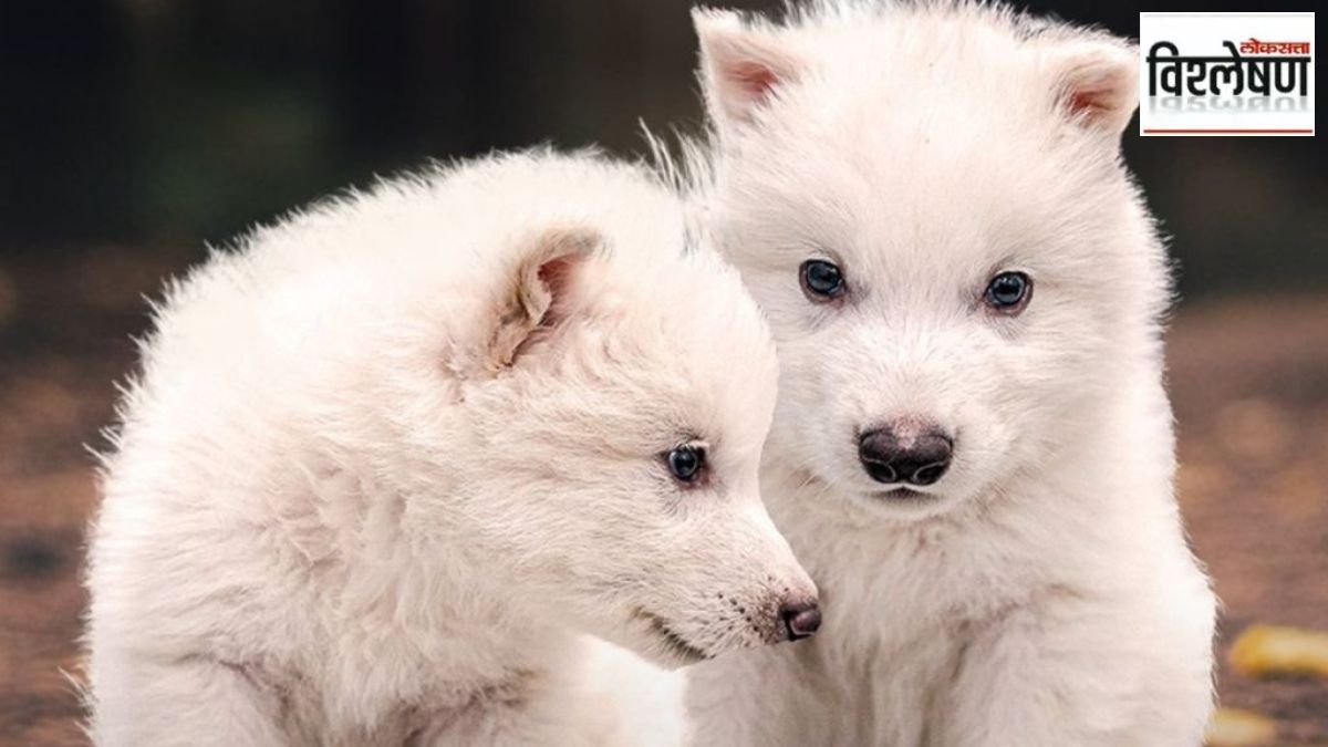 Revival of the Dire Wolf species that went extinct 12500 years ago