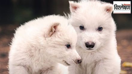 Revival of the Dire Wolf species that went extinct 12500 years ago
