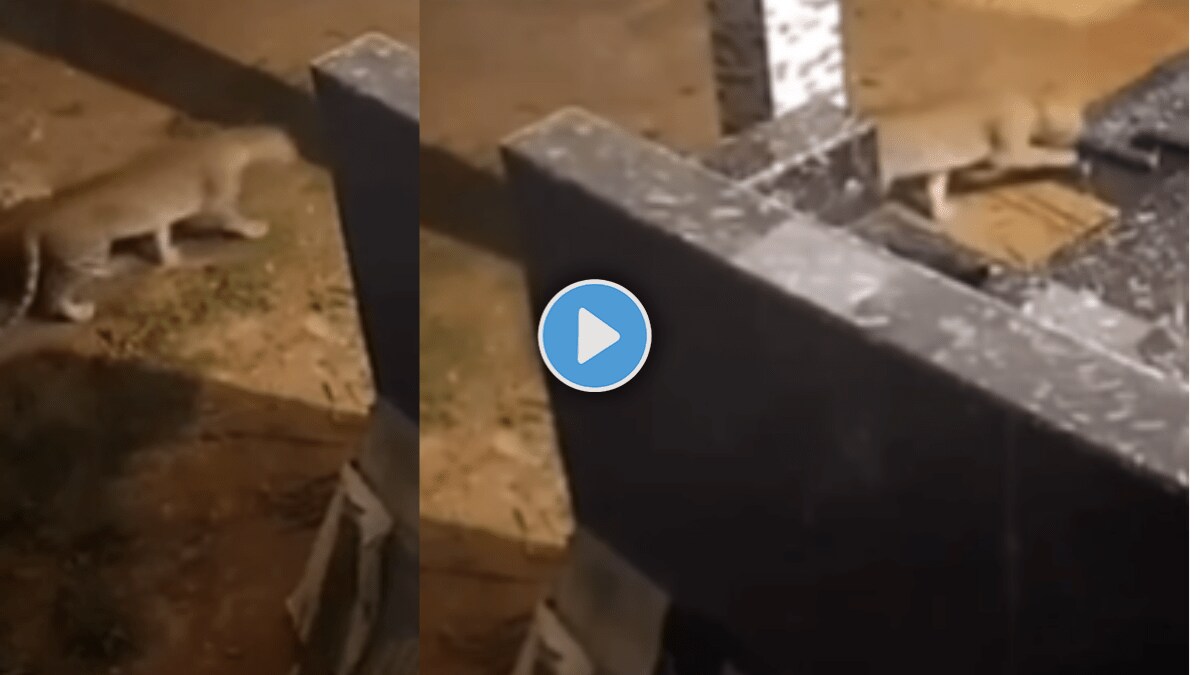 Dogs Bark Sends Leopard Packing Hilarious Video