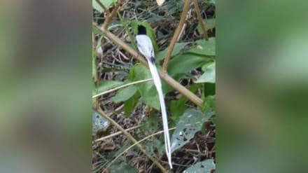 Indian Paradise Flycatcher Sighted Sillod