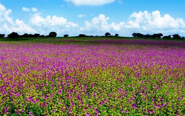 Top 8 Hidden Gems in Maharashtra You Must Visit at Least Once in Your Life