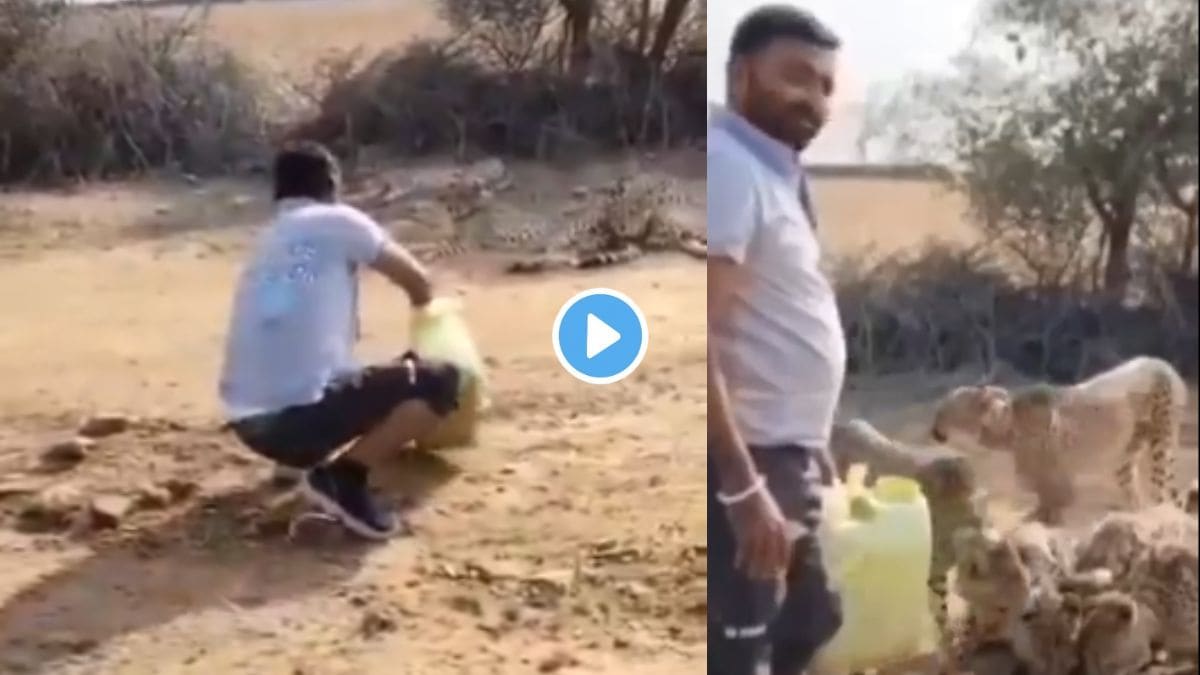 Forest department driver suspended for offering water to thirsty cheetahs