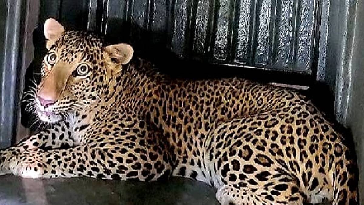 Leopard that killed a girl captured in Yawal taluka Jalgaon district