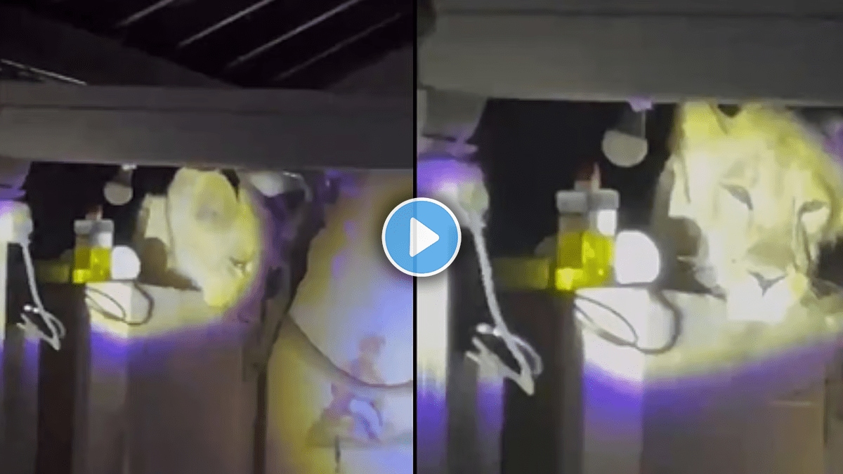 Lion enters in kitchen in house Gujrat video viral on social media