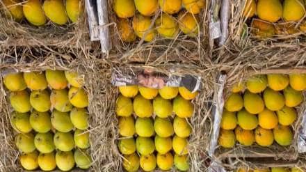Mango in navi mumbai apmc market