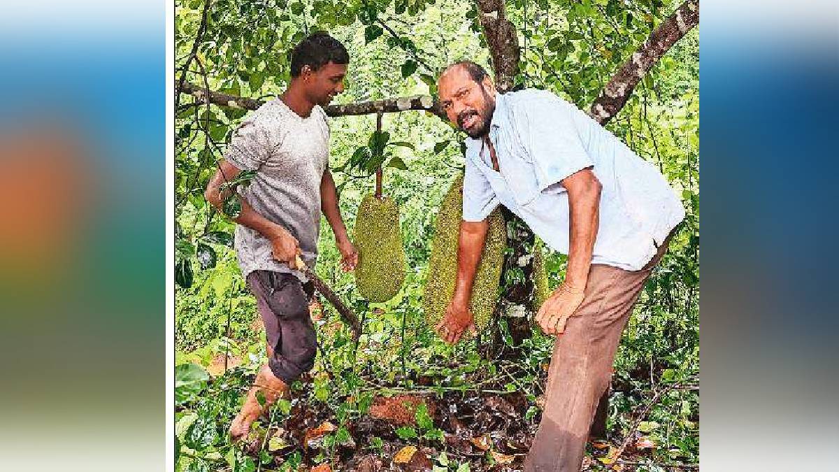Mithilesh Desai Jackfruit varieties cultivation Jackfruit processing industry