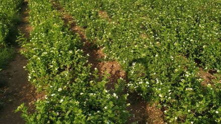 Mogra flower prices decrease putting mogra farmers in trouble
