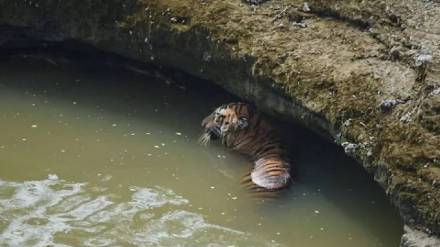 A tigress and a wild boar died after falling into a well while hunting in Chikhla village of Bhandara district