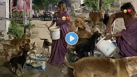 Woman feeding food to the stray dogs