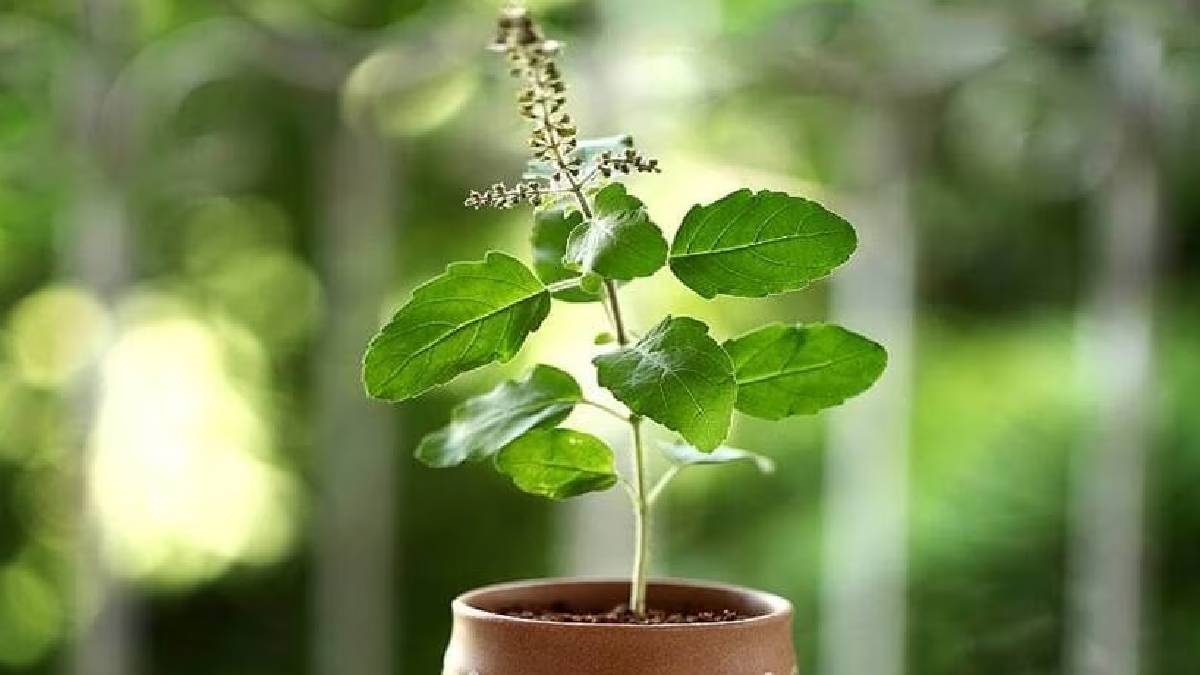 Basil plant summer care tips