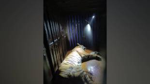 Tigress , Gorewada , Gorewada Wildlife Rescue Center,