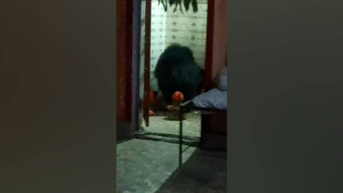 Bear, Bamboorda, Maruti Temple, Wardha, Oil,