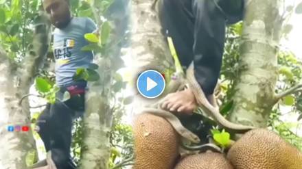 man stolen jackfruit