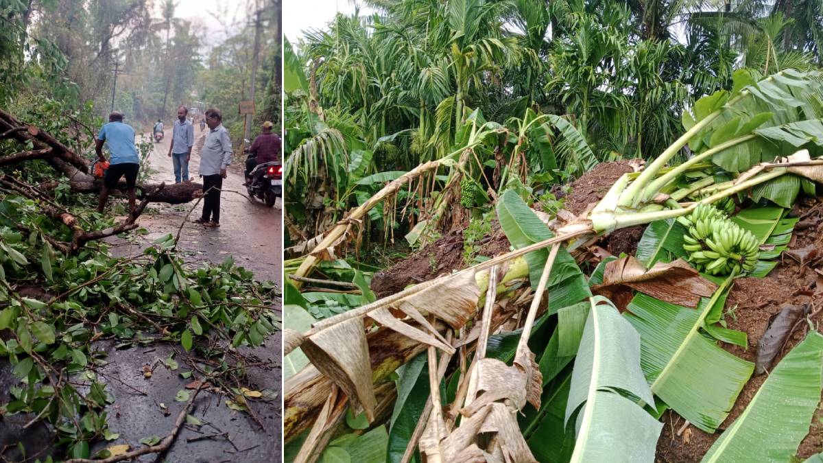 Banda, rain , trees fell, Bananas, Sindhudurg,