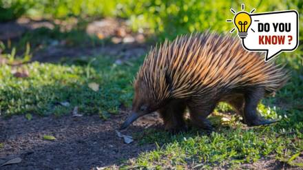 five rarest mammals in the world