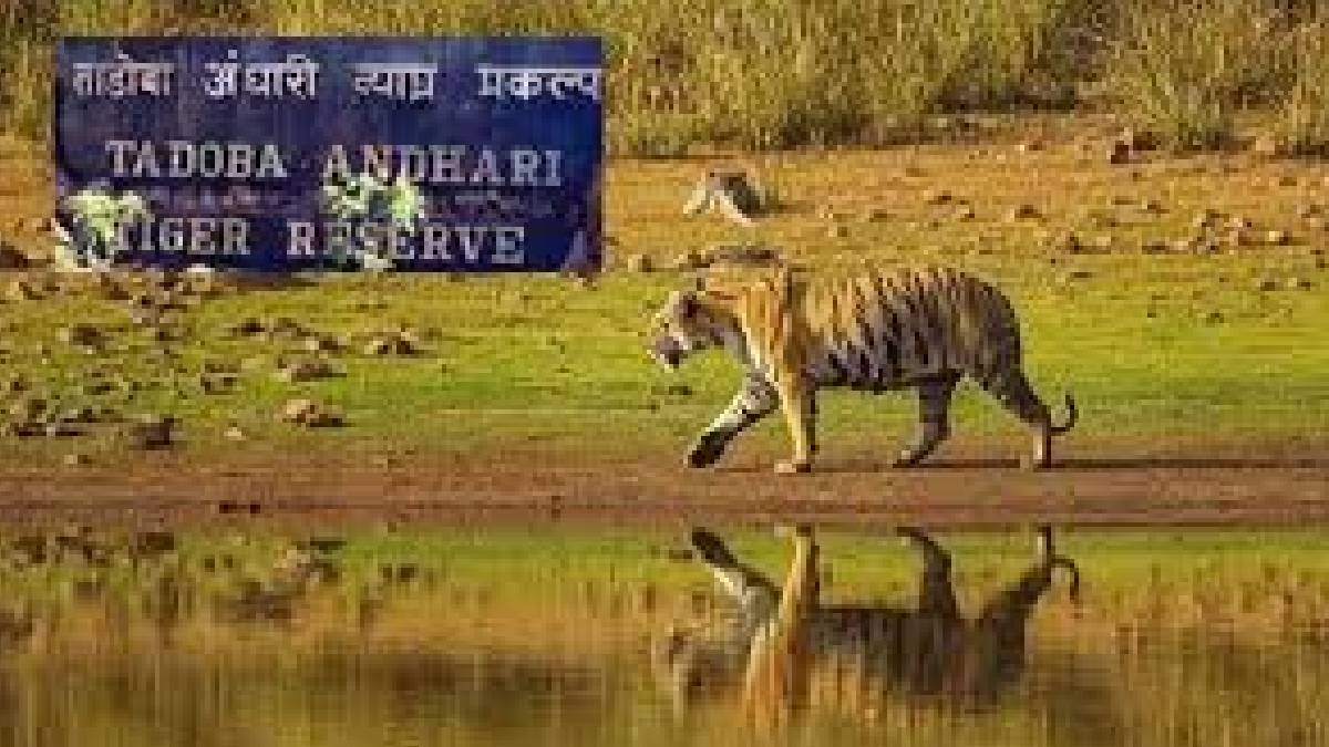 tourists will soon have cruiser service from Chandrapur to tadoba andhari tiger reserve
