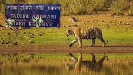 tourists will soon have cruiser service from Chandrapur to tadoba andhari tiger reserve