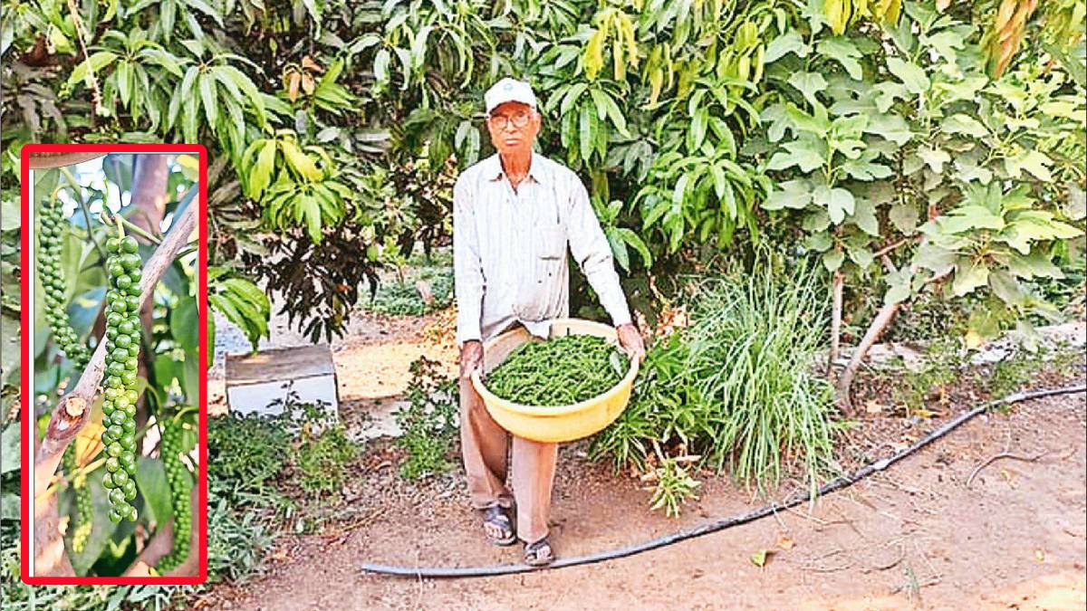 Black pepper , Black pepper cultivation, loksatta news,