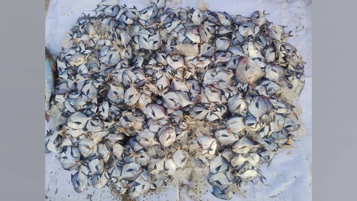fishermen on maharashtras west coast catching silver papulet fish raising production concerns