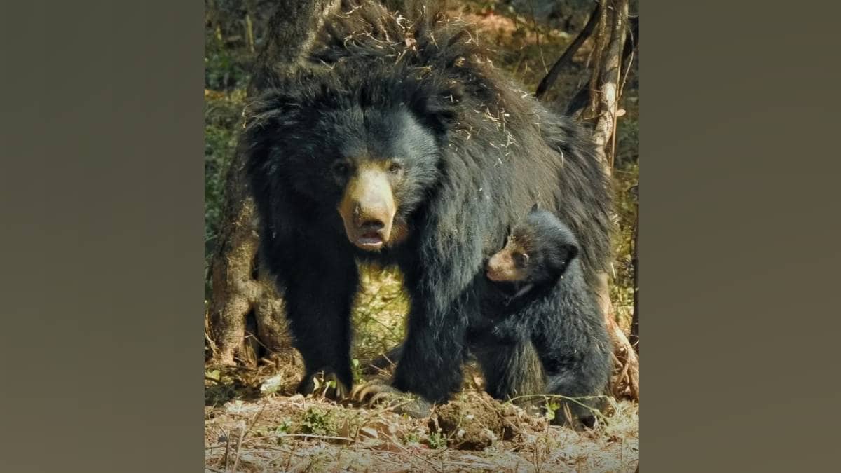 adult bear snatched grass from cub and injured them leading to leg amputation