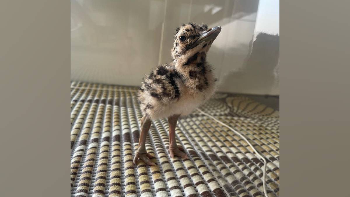 at sam Maldhok Conservation Center in jaisalmer three chicks are born daily four weekly