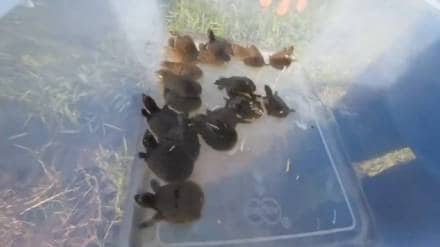 20 turtle hatchlings from rescued eggs were released into the wild with forest officials