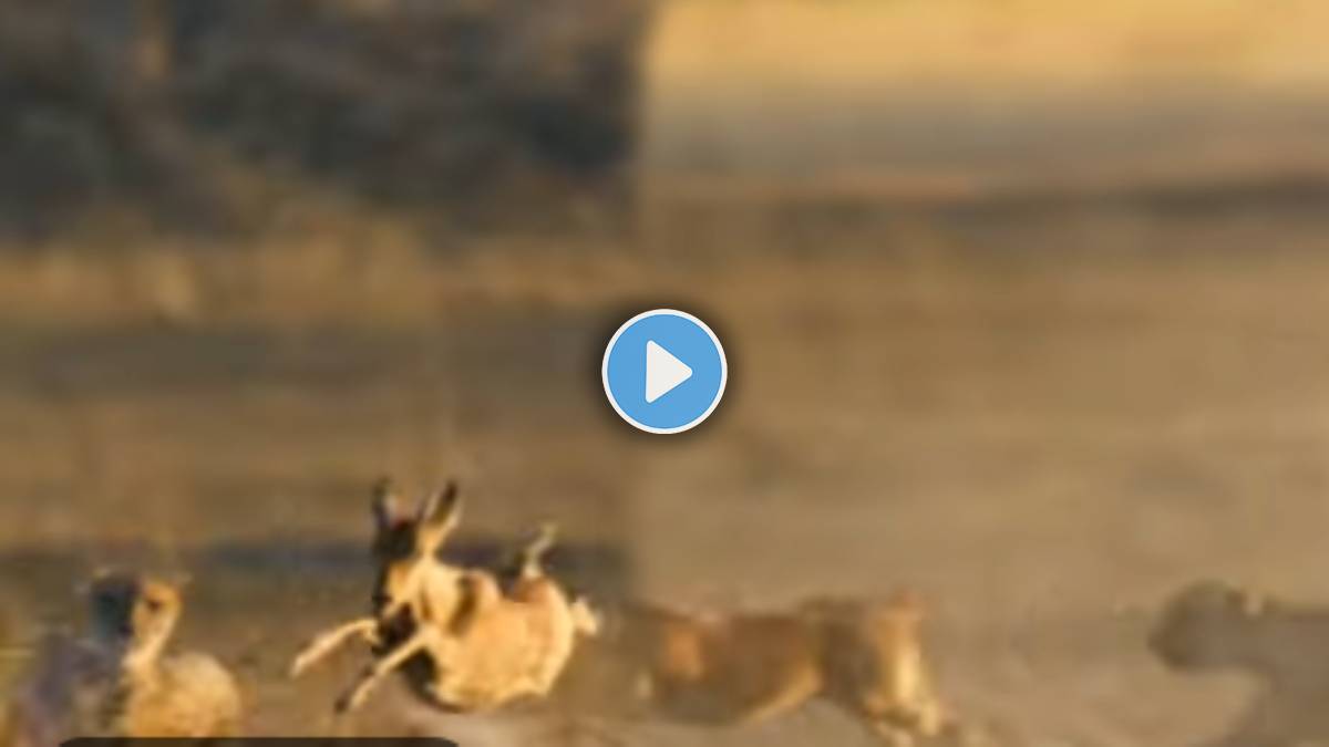 A deer hunted a cheetah jugle viral video