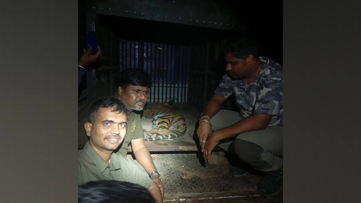 three cubs of captured tigress found in Mools uma river area major forest success