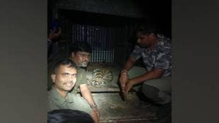 three cubs of captured tigress found in Mools uma river area major forest success