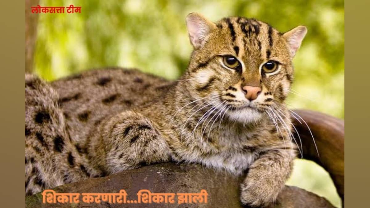rare wagatis death was reported in uran taluka forest area on saturday night