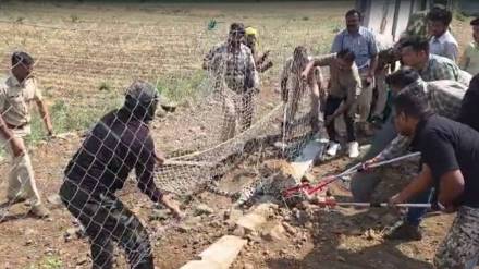 rescue operation of leopard on samruddhi highway