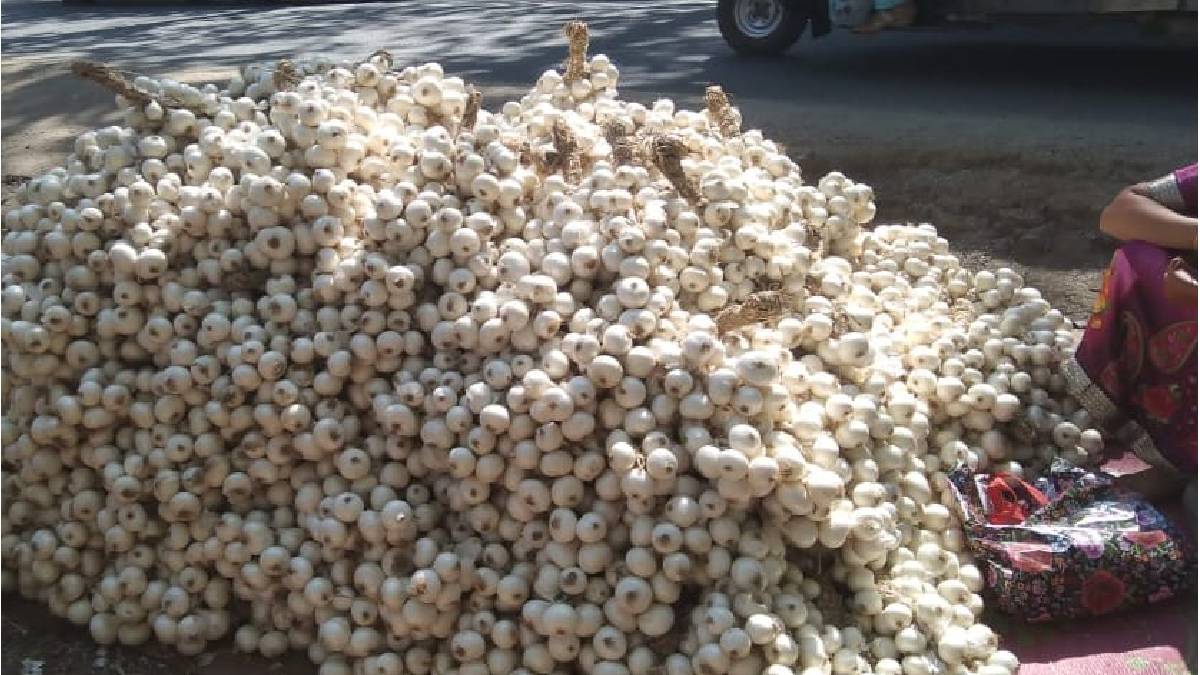 rabi seasons beneficial white onion is now ready and sold in weekly markets and other areas
