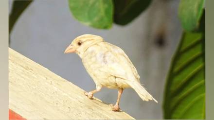 rare white sparrow was spotted by birdwatchers and students in rajura ghat akola