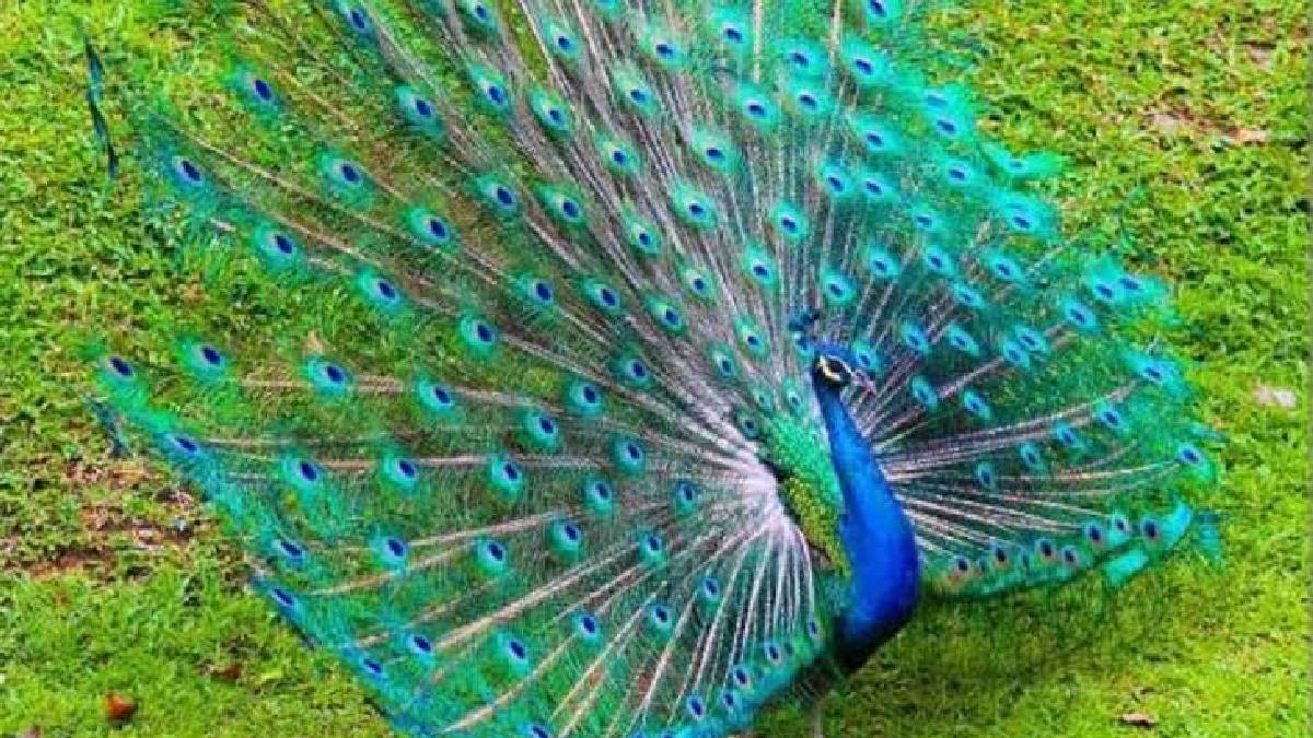 Rising temperatures panic peacocks in naigaons mayur sanctuary and nearby village water bodies