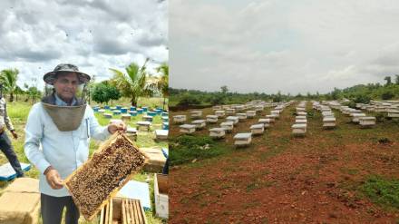 Honey bees , flowers , Jharkhand , honey ,