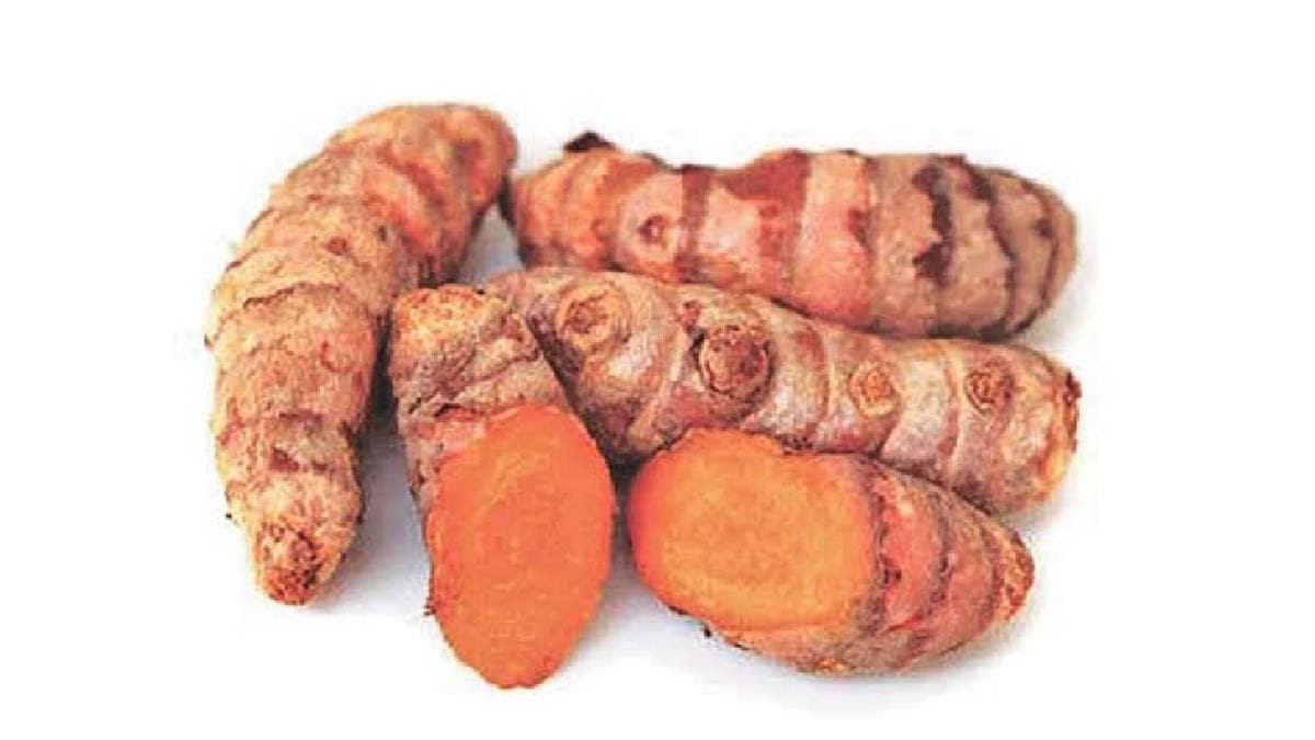 seeds from Hingolis turmeric center get geographical classification turmeric breeding seeds available to farmers