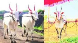 सिद्धनाथ यात्रेत खिलार जनावराच्या बाजारात सात कोटींची उलाढाल, १२ हजार जनावरांची आवक