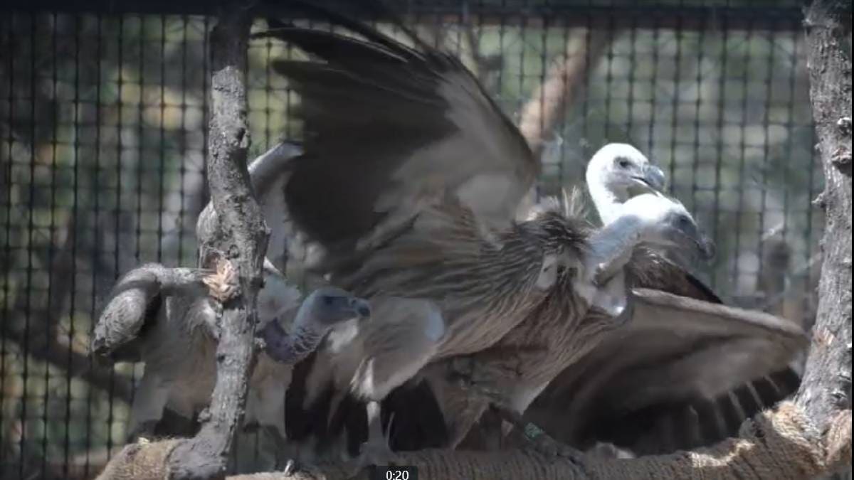 14 critically endangered vultures relocated to pre release aviary in Nagpurs Pench tiger Reserve