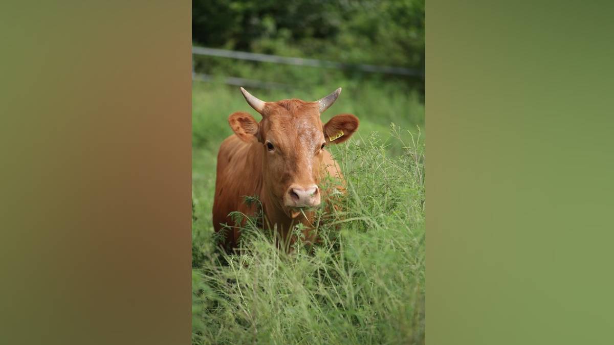 culture , Arun Patil, cows, loksatta news,