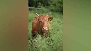 culture , Arun Patil, cows, loksatta news,