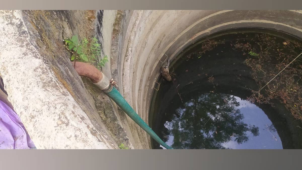 leopard cub rescued from well in bhadurna by tadoba team safely released into forest