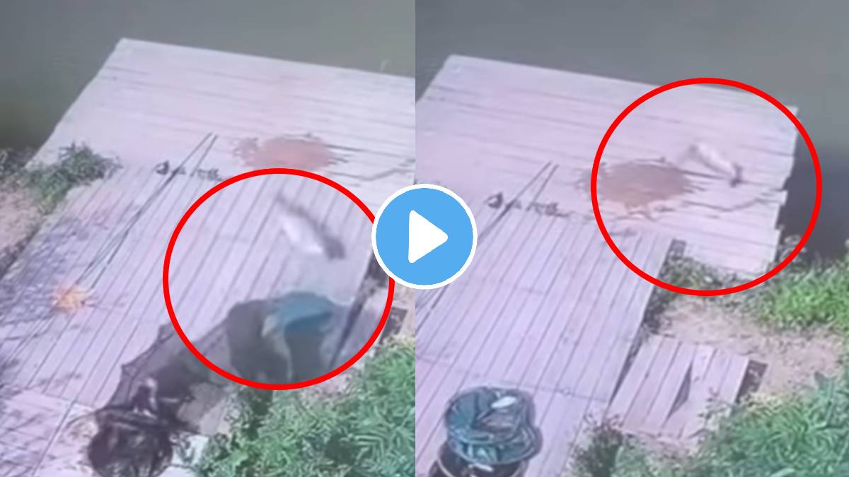 Fish trying to save his life by trying hard shocking video goes viral on social media