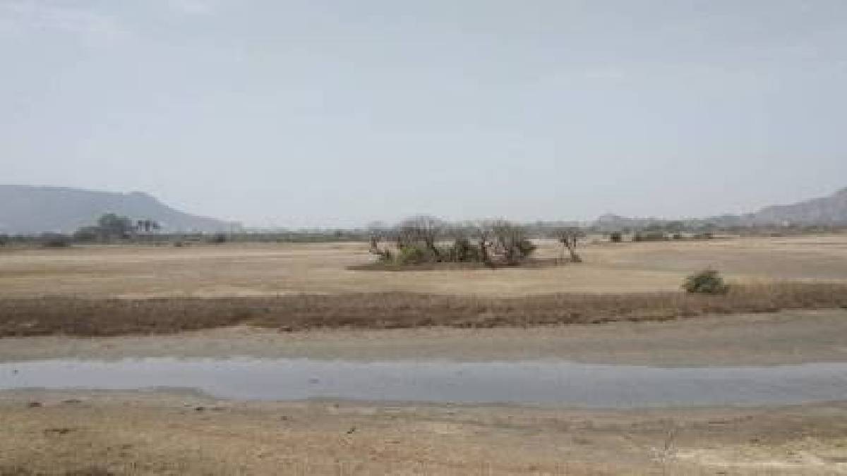 bird numbers in Uran dropped over one lakh due to declining wetlands say environmentalists