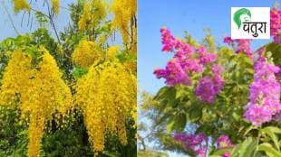 nisarga lipi summer article