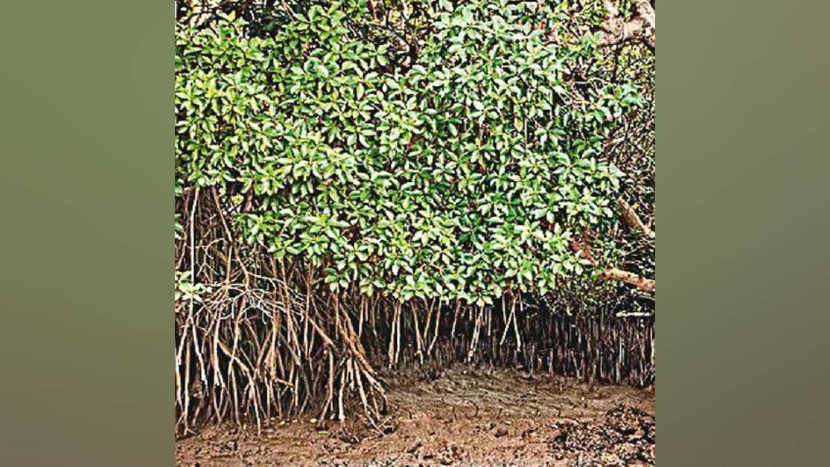 Mumbai , mangrove forest , Chandrapur ,