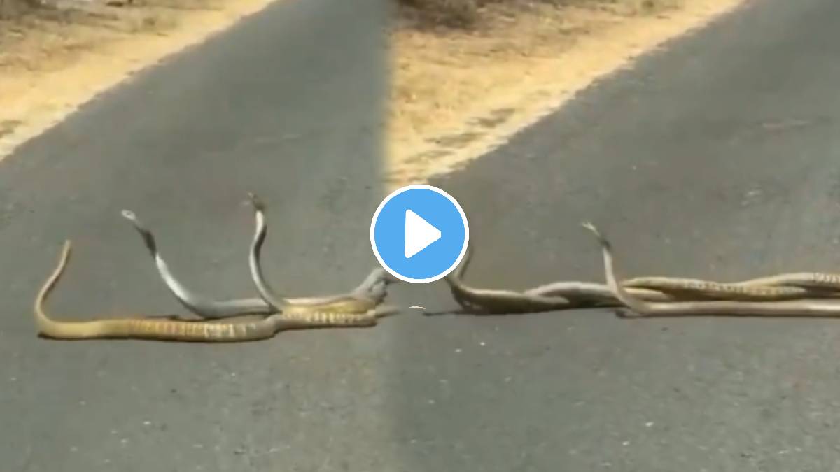 Shocking video Two Snakes Are Fighting For A Female Snake In Pune Video goes Viral on social media